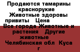 Продаются тамарины краснорукие . Животные здоровы привиты › Цена ­ 85 000 - Все города Животные и растения » Другие животные   . Челябинская обл.,Куса г.